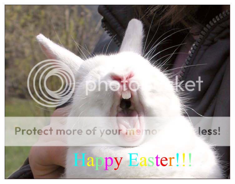 easter bunny pictures easter bunnies pictures. easter bunny pictures