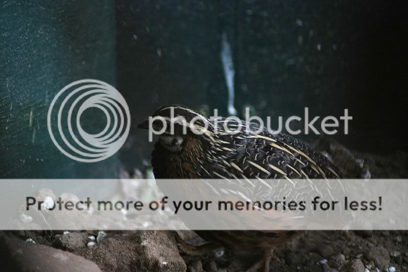 Fotografie