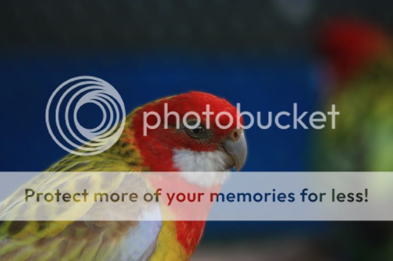 Fotografie