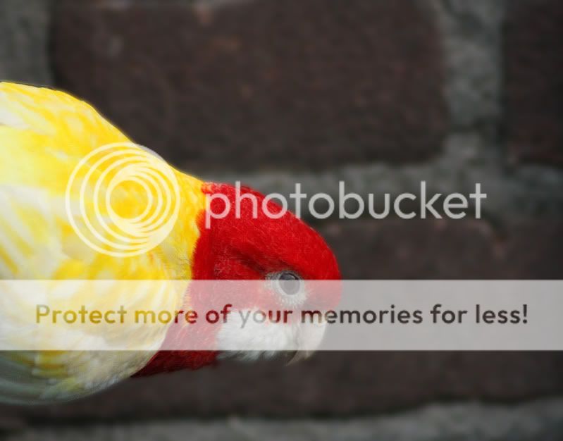 Fotografie