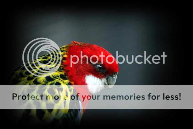 Fotografie