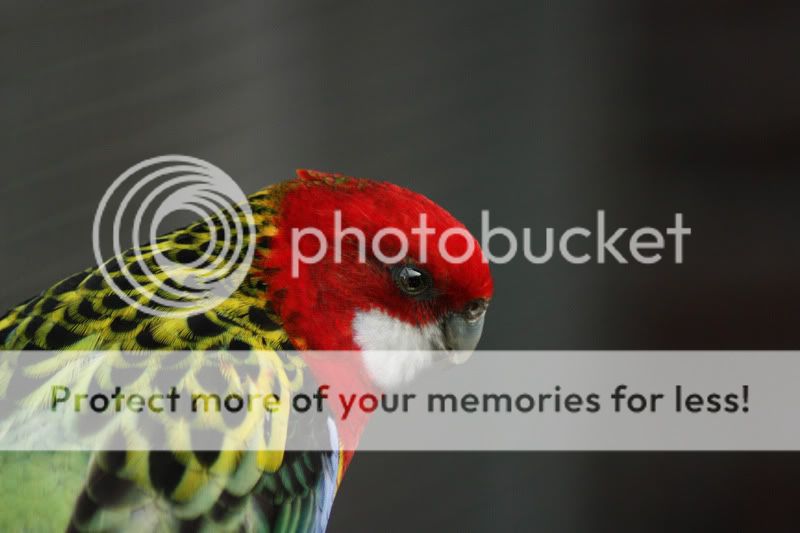 Fotografie
