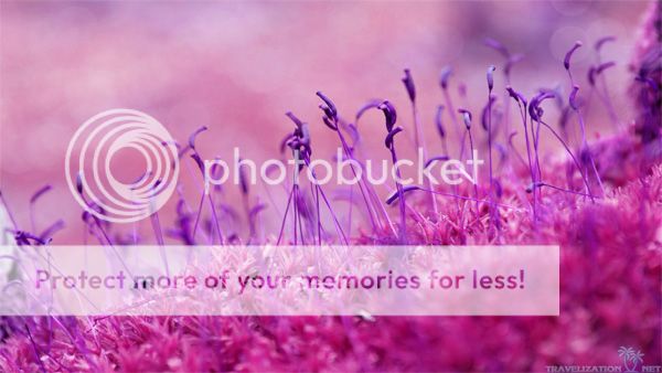 lavender photo: lavender lavender8_zps5ad510c3.jpg