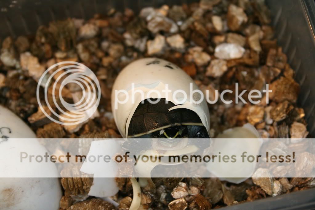 Malayan Box turtles Reptile Forums