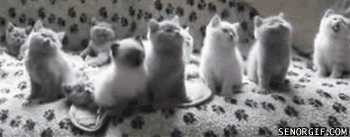 http://i528.photobucket.com/albums/dd325/eric_miserable/funny-pictures-gif-cat-tennis.gif